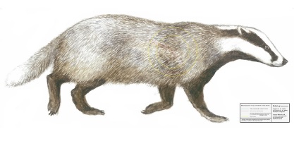 Grävling 37x90cm, skjutmål / kanalplast