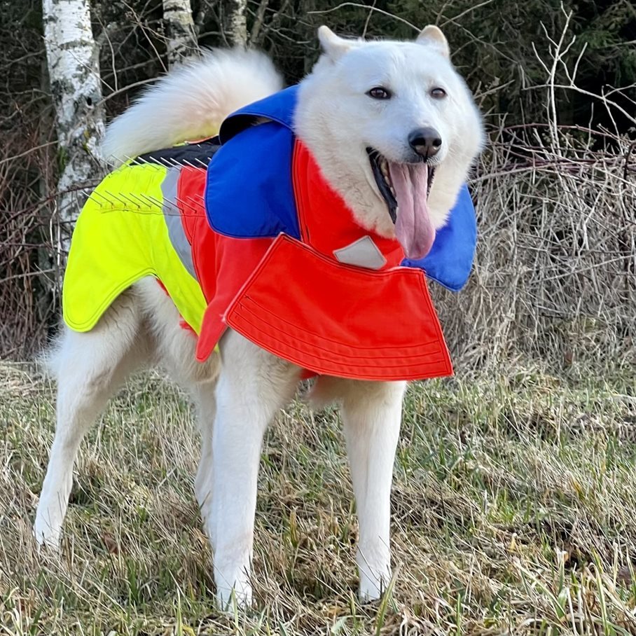 Tuskproof wolf, XS, blå