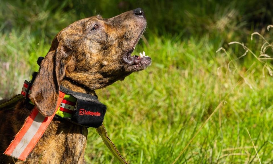 Vildsvinsdrivande hundar – en växande trend i de svenska skogarna